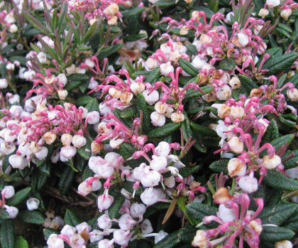 Andromeda polifolia macrophylla